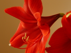 Plus d'infos sur Amaryllis