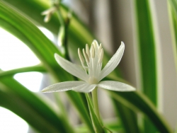 Plus d'infos sur Chlorophytum