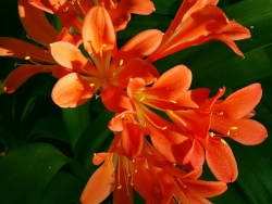 Plus d'infos sur Clivia