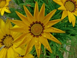 Plus d'infos sur Coreopsis Elégant