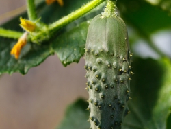 Plus d'infos sur Cornichon