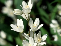 Plus d'infos sur Deutzia