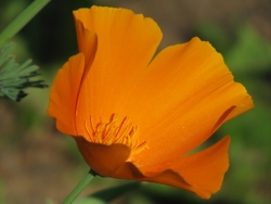 Plus d'infos sur Eschscholzia 