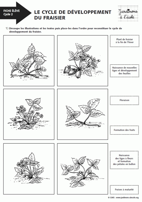 Le cycle de développement du fraisier