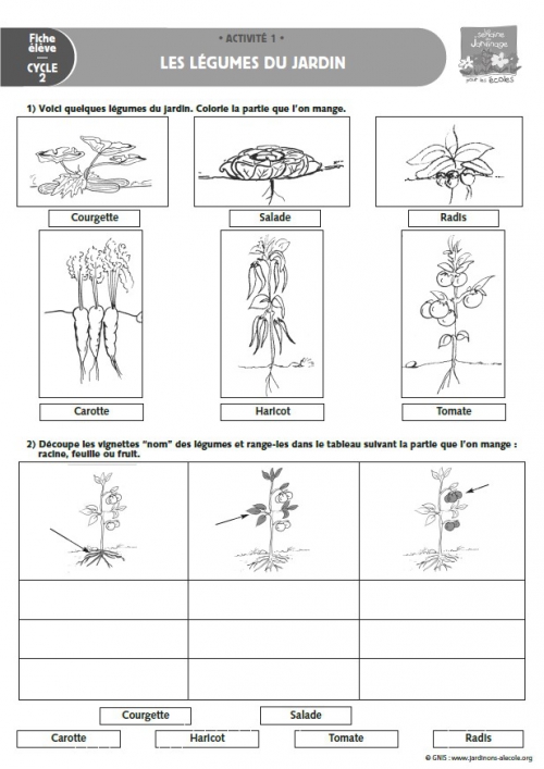 Les légumes du jardin - Cycles 2 et 3