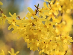 Plus d'infos sur Forsythia