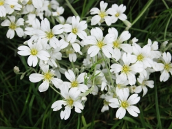 Plus d'infos sur Gypsophile