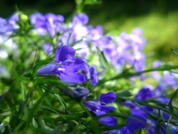 Plus d'infos sur Lobelia