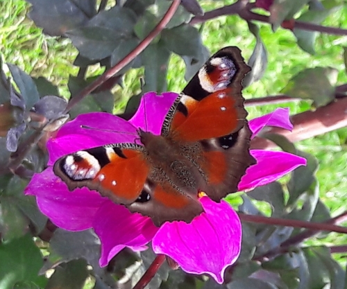 Favoriser la biodiversité