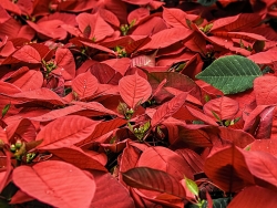 Plus d'infos sur Poinsettia