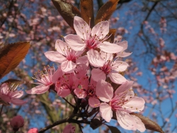 Plus d'infos sur Prunus