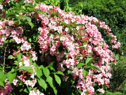 Plus d'infos sur Weigela